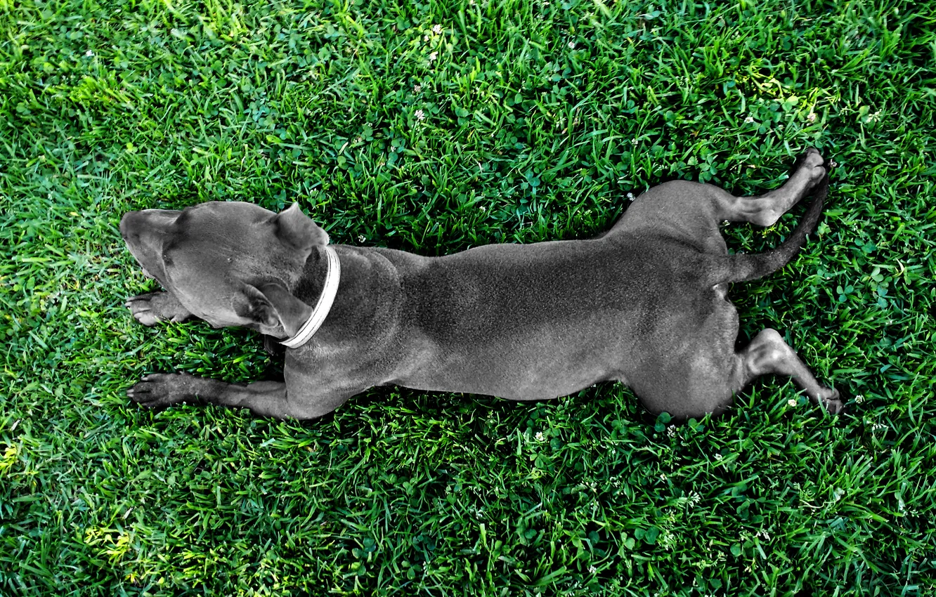 Photo wallpaper greens, grass, dog, dog