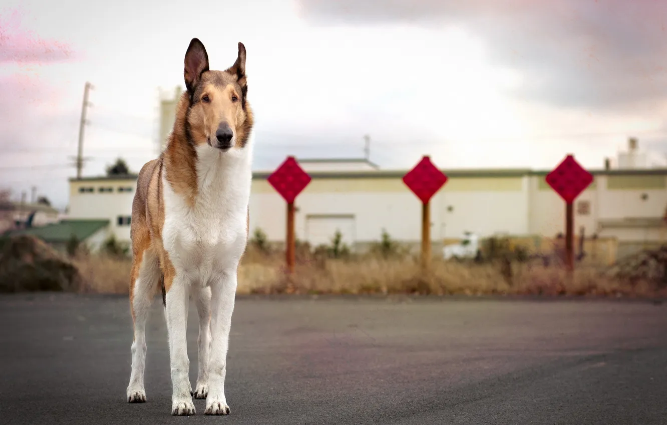 Photo wallpaper look, each, dog