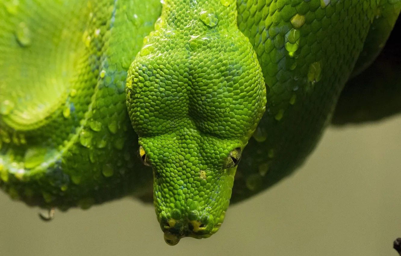 Photo wallpaper drops, green, snake, head, scales, Python