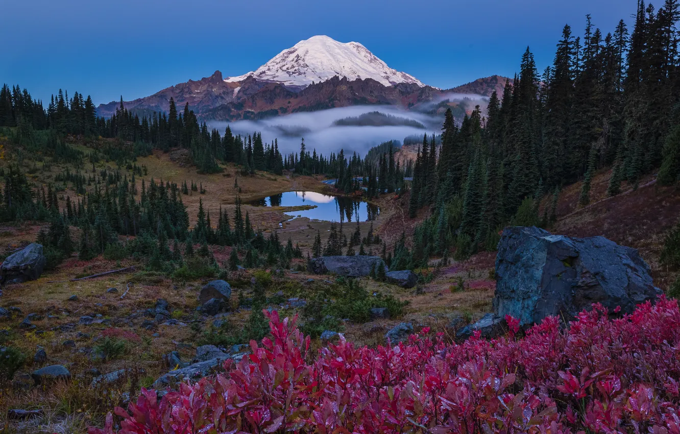 Photo wallpaper forest, mountains, shrub