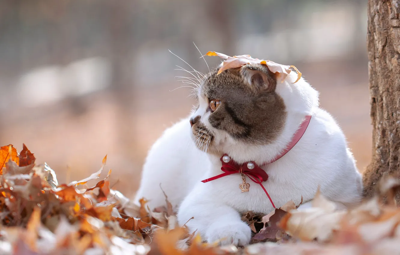 Photo wallpaper autumn, cat, white, cat, nature, leaf, lies, profile
