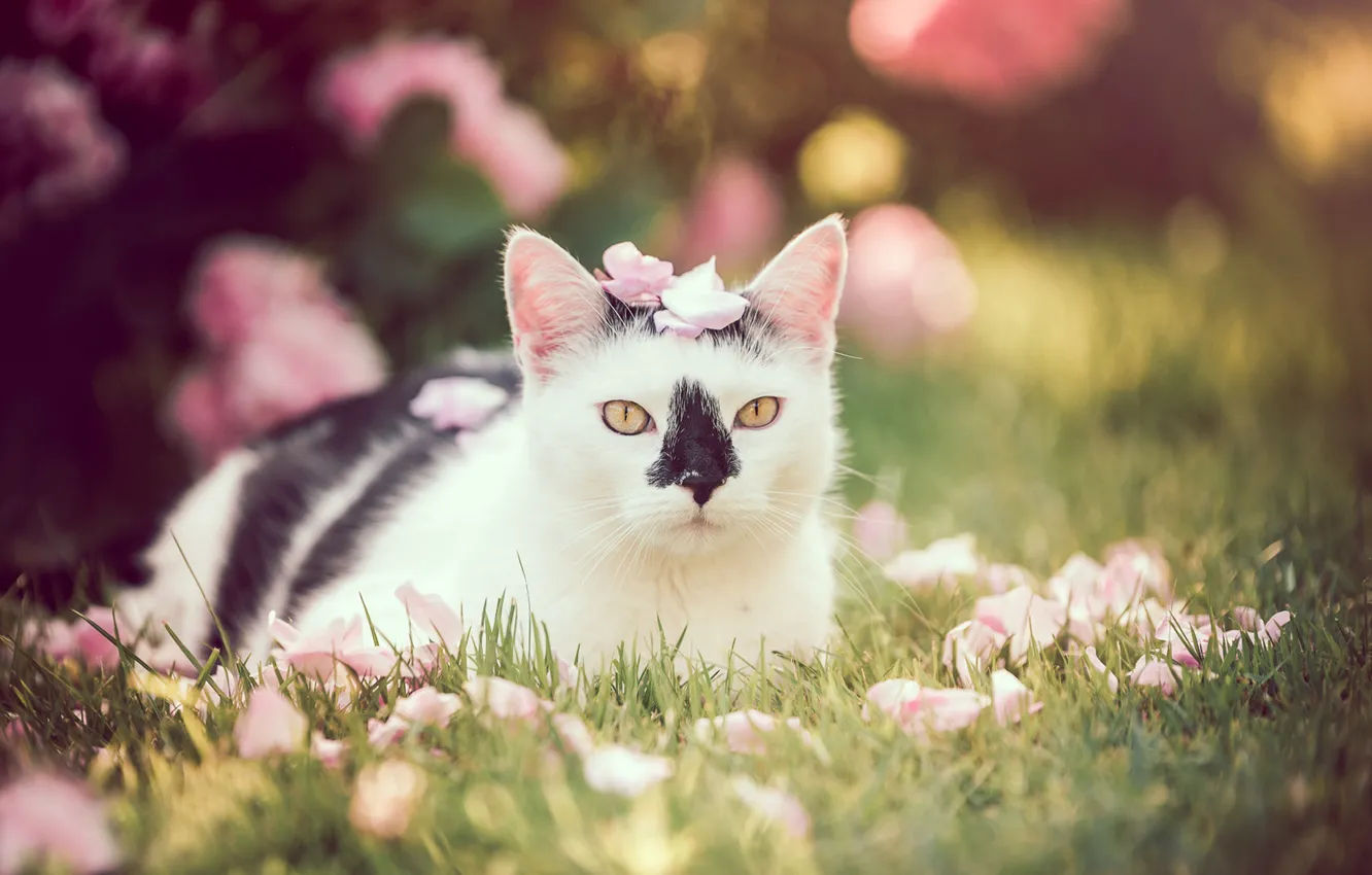 Photo wallpaper cat, look, portrait, petals, bokeh, cat