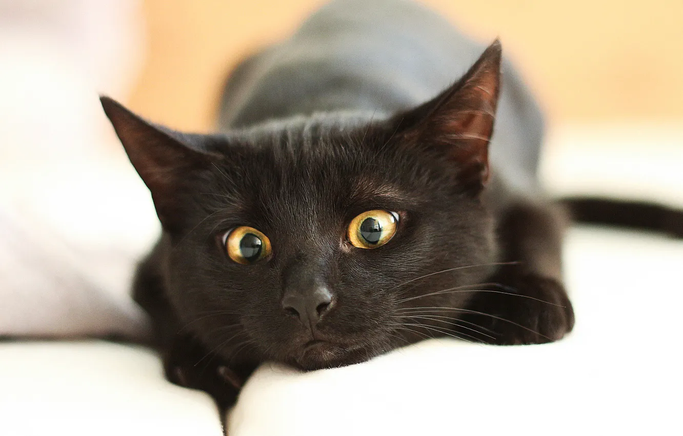Photo wallpaper eyes, cat, close-up, black, muzzle, lies, resting, bokeh