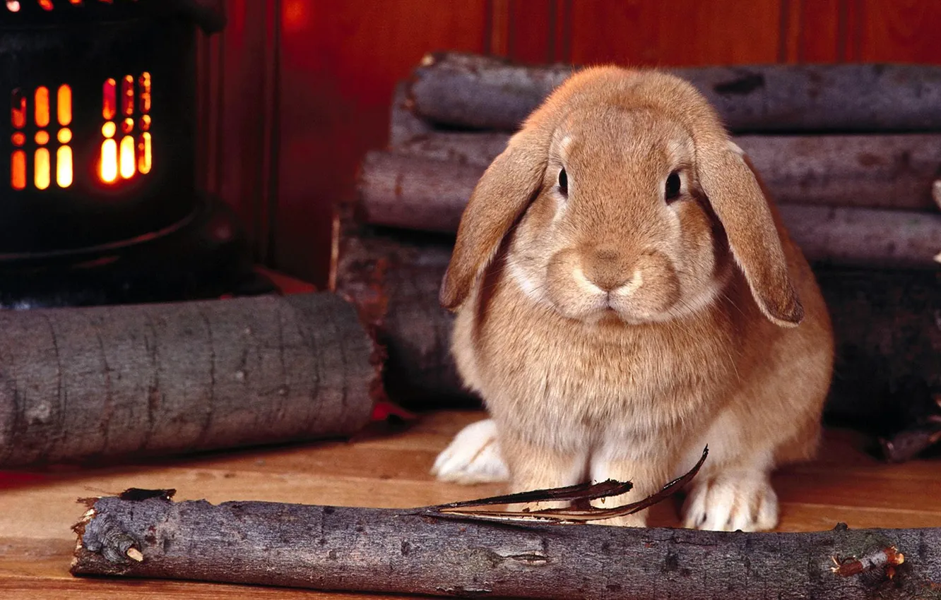 Photo wallpaper Palka, Grustni, Krolik