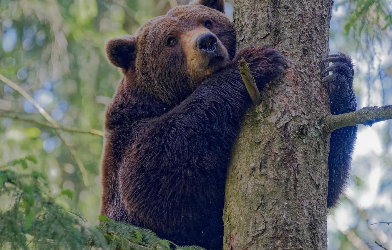 Photo wallpaper bear, on the tree, the Bruins, I sit high, I look far away