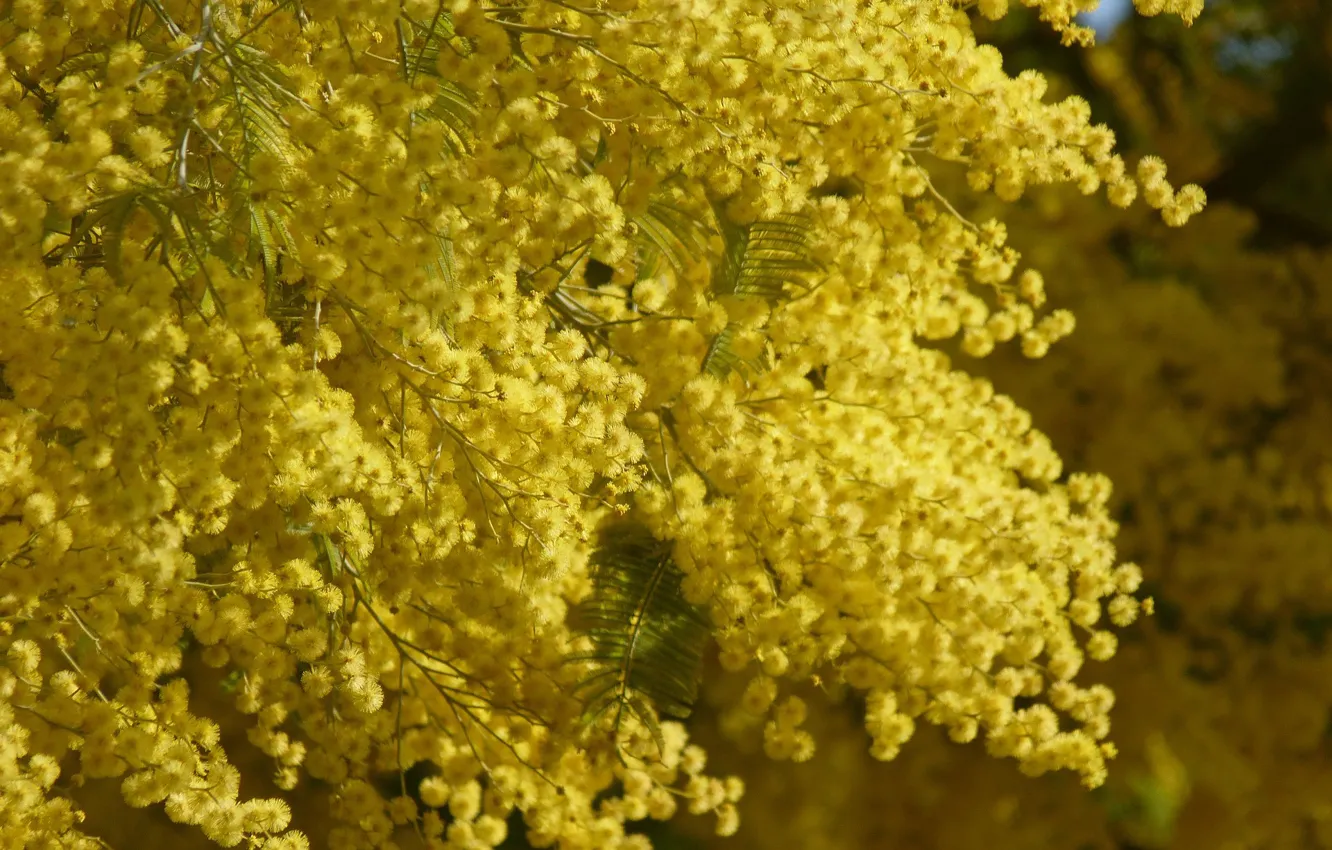 Photo wallpaper yellow, Flowers, spring, flowering, Mimosa