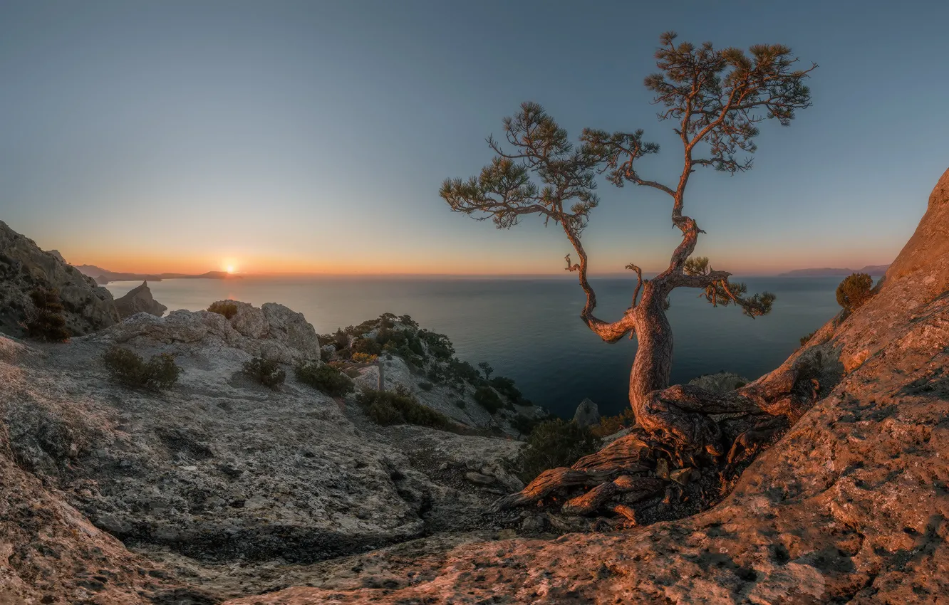 Photo wallpaper sea, the sun, landscape, nature, tree, rocks, morning, Crimea