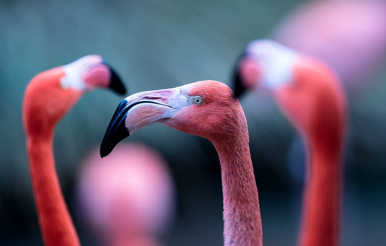 Photo wallpaper macro, birds, Flamingo
