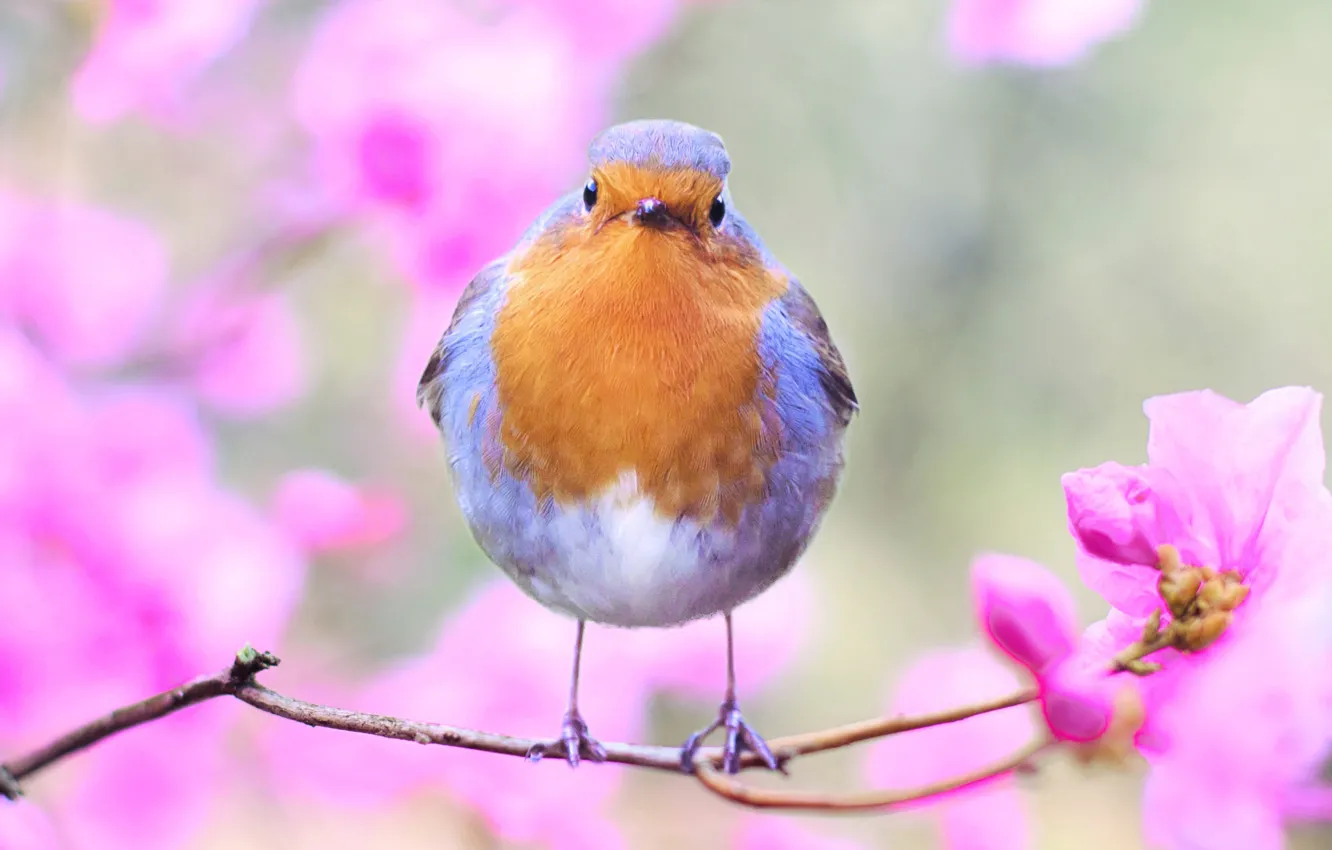 Photo wallpaper flowers, branches, nature, bird, feathers