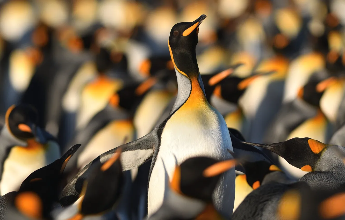 Photo wallpaper light, bird, pack, penguins, a lot, bokeh, party, a flock of penguins