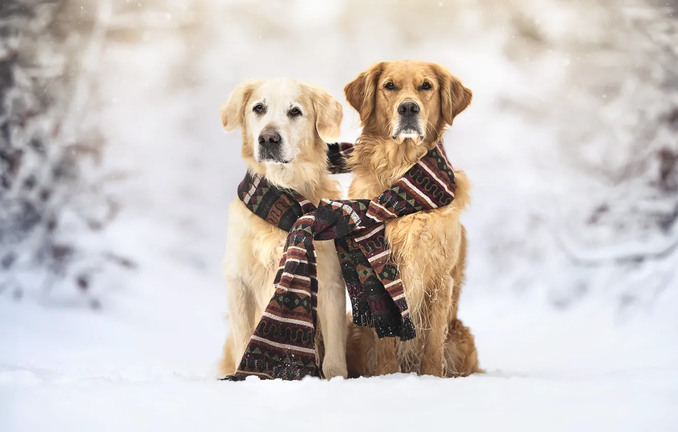 Photo wallpaper winter, each, dog, scarf