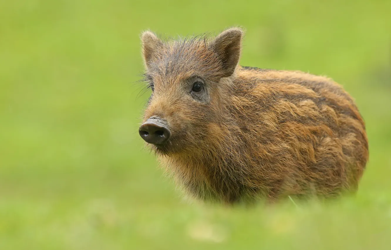 Photo wallpaper background, animal, pig, hog, Piglet