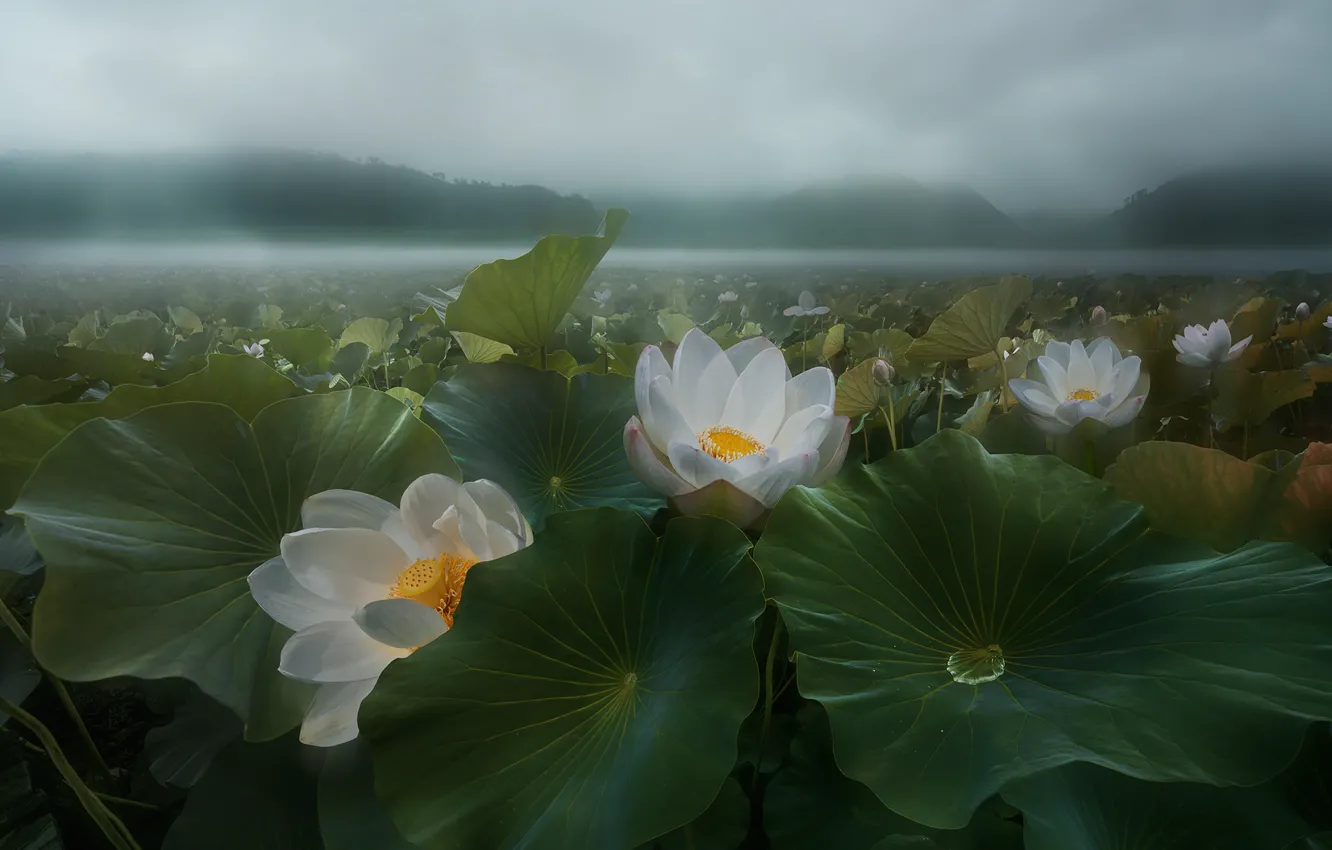 Photo wallpaper flowers, fog, Lotus, haze