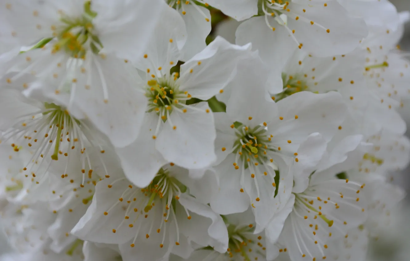 Photo wallpaper flowers, spring, cherry