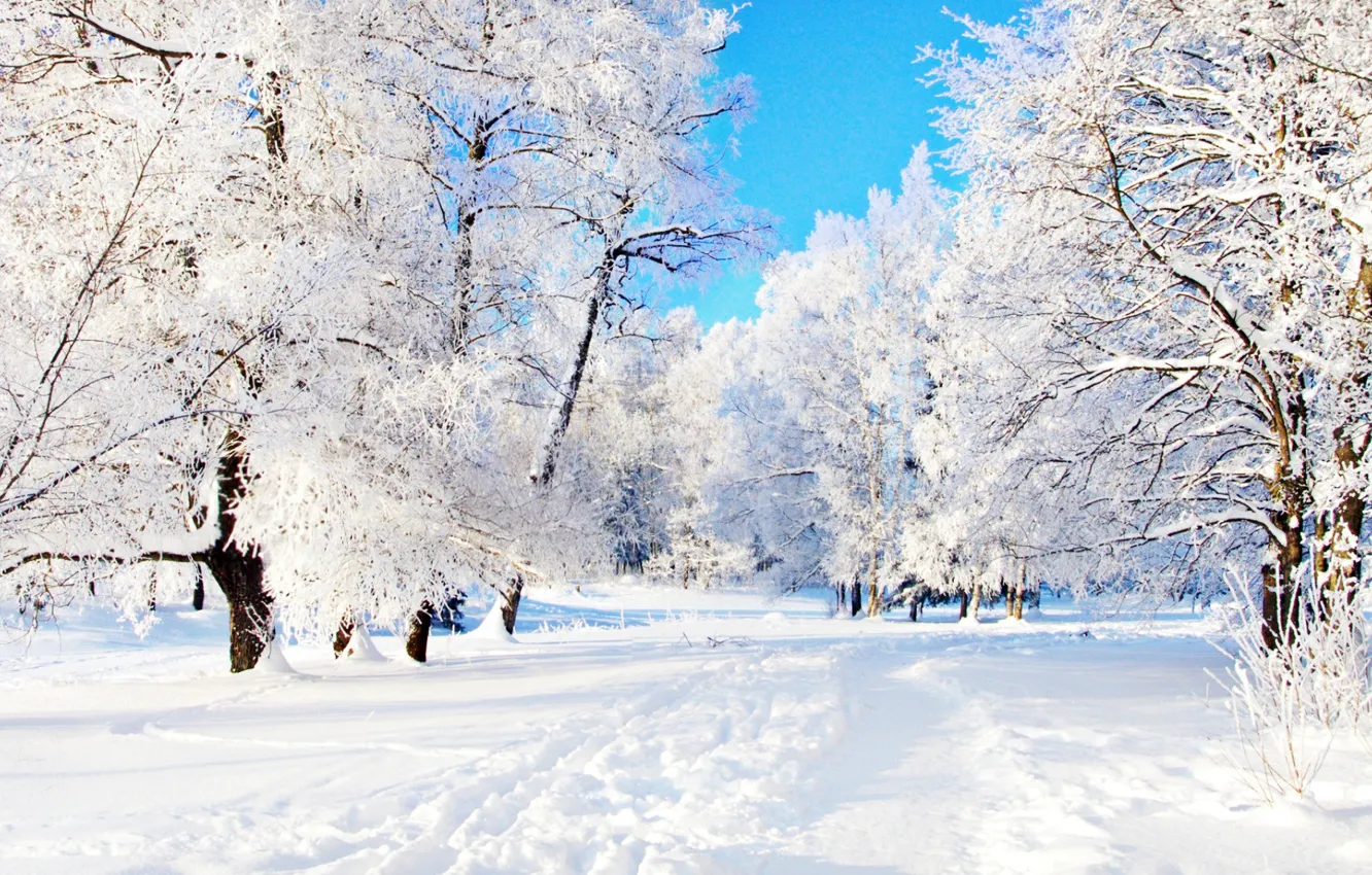 Photo wallpaper winter, snow, trees, trail
