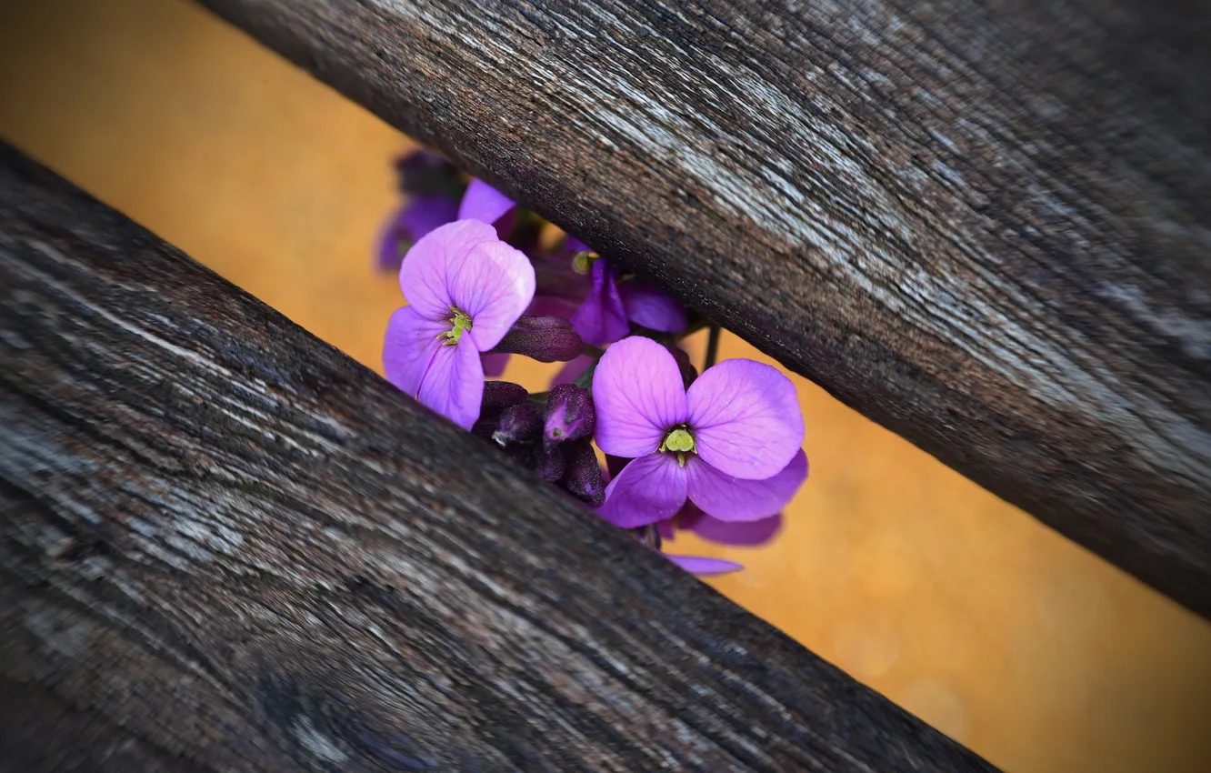 Photo wallpaper Flower, macro, Bench