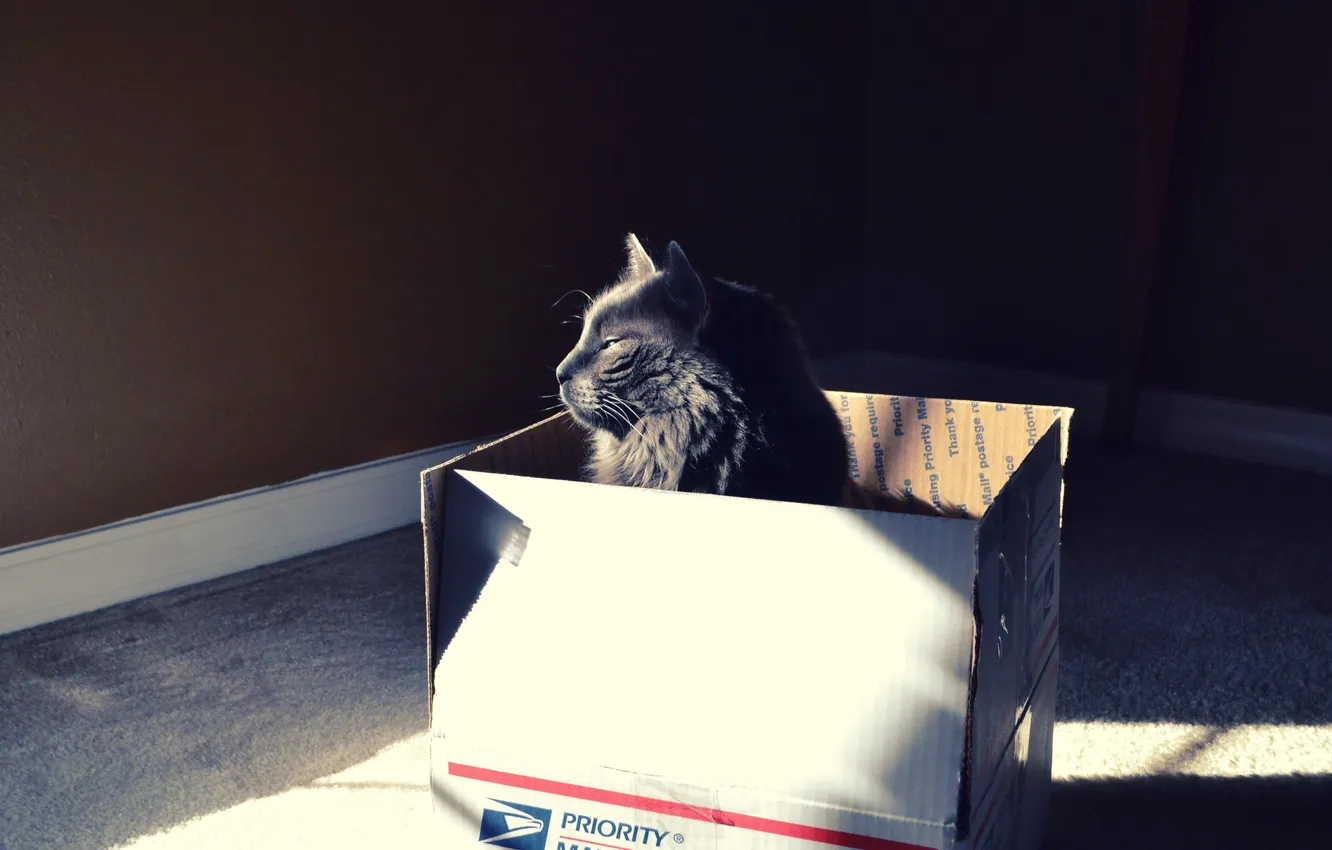 Photo wallpaper cat, light, box