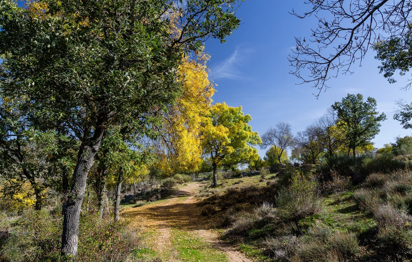 Photo wallpaper road, autumn, the sky, trees, landscape, slope