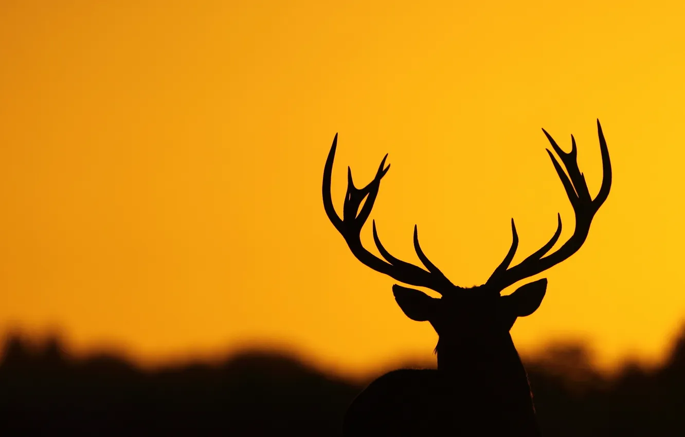 Photo wallpaper background, deer, silhouette