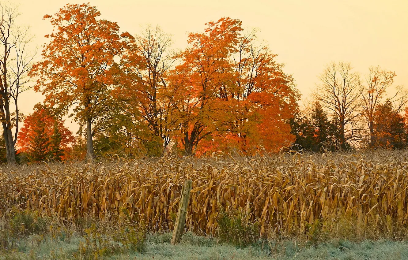Photo wallpaper field, autumn, nature, corn