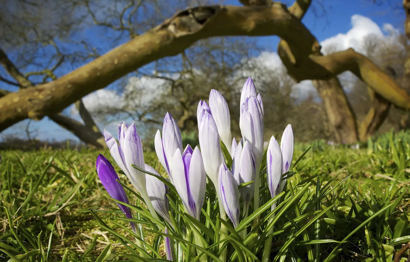 Photo wallpaper flowers, spring, crocuses, politie