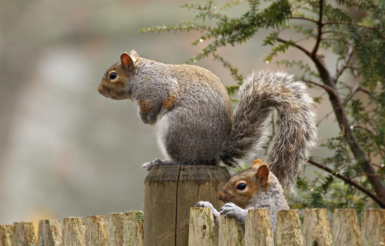 Photo wallpaper the fence, protein, tail, rodent