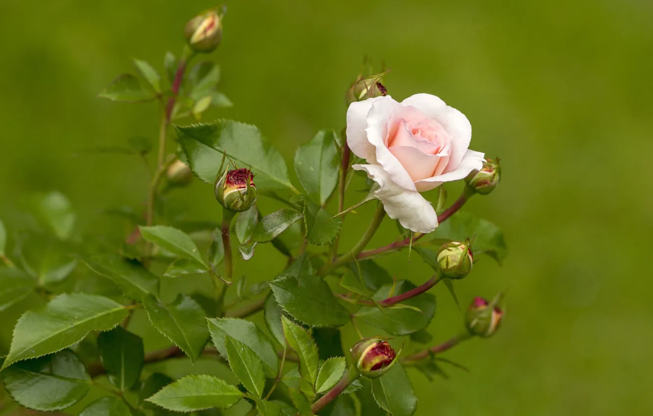 Photo wallpaper leaves, flowers, background, roses, petals, pink, buds