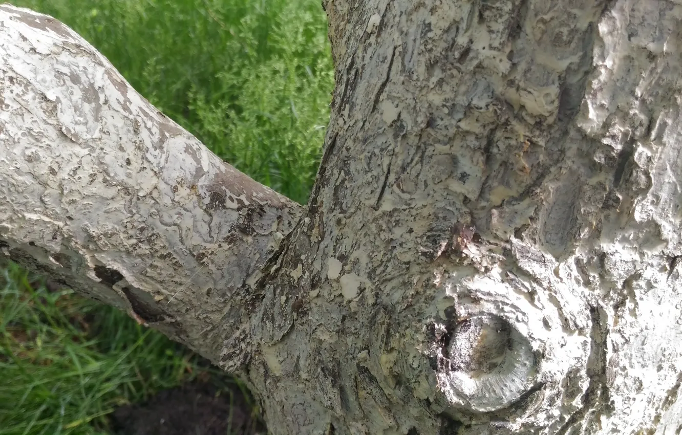 Photo wallpaper trees, trunk, bark