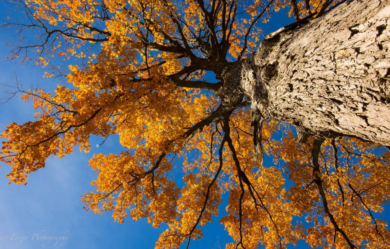 Photo wallpaper autumn, trees, nature