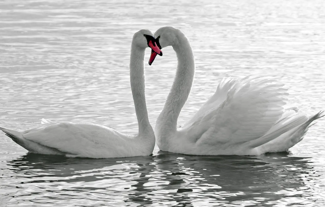 Photo wallpaper water, swans, Shipunov