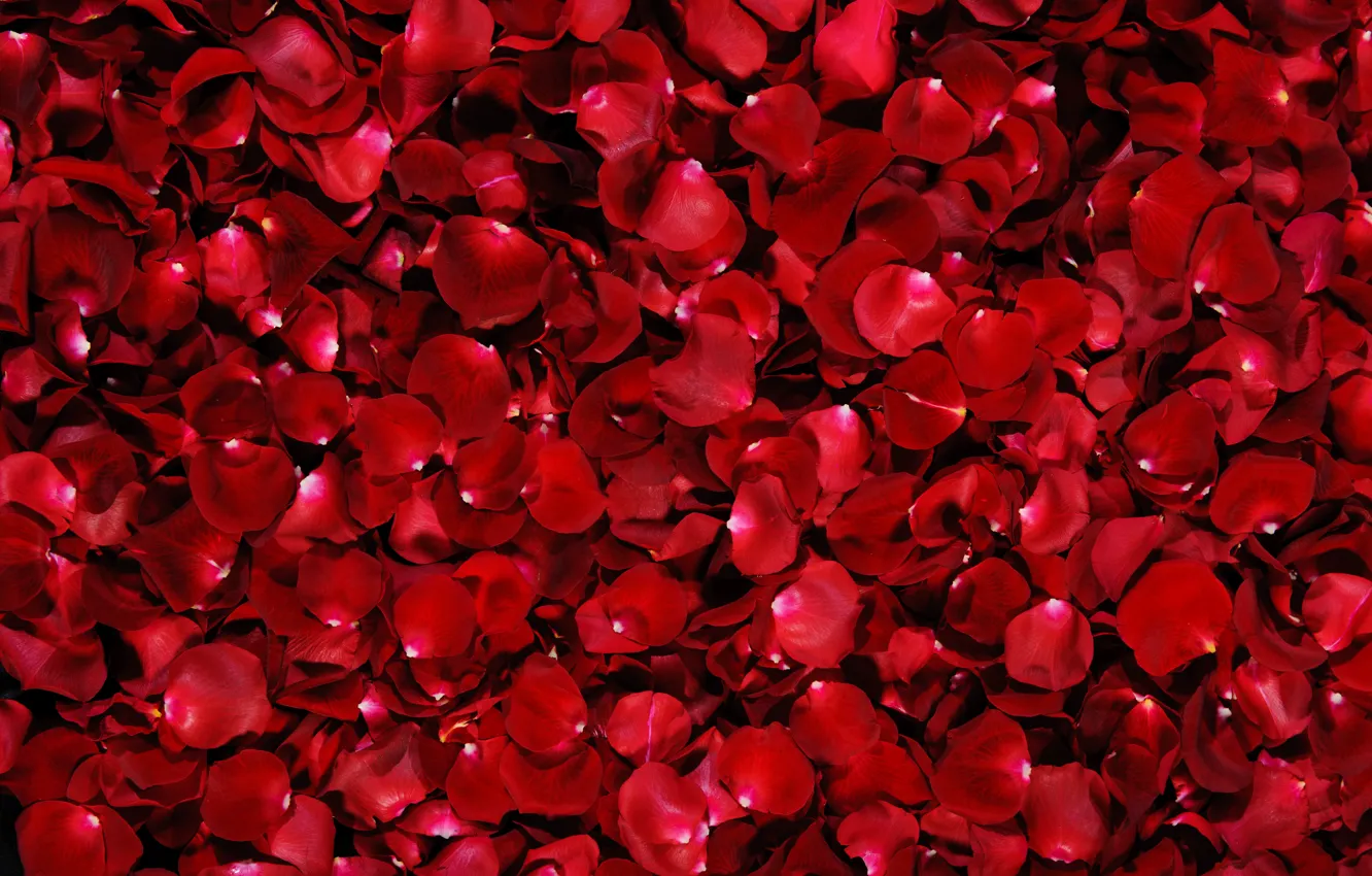 Photo wallpaper red, background, rose, petals