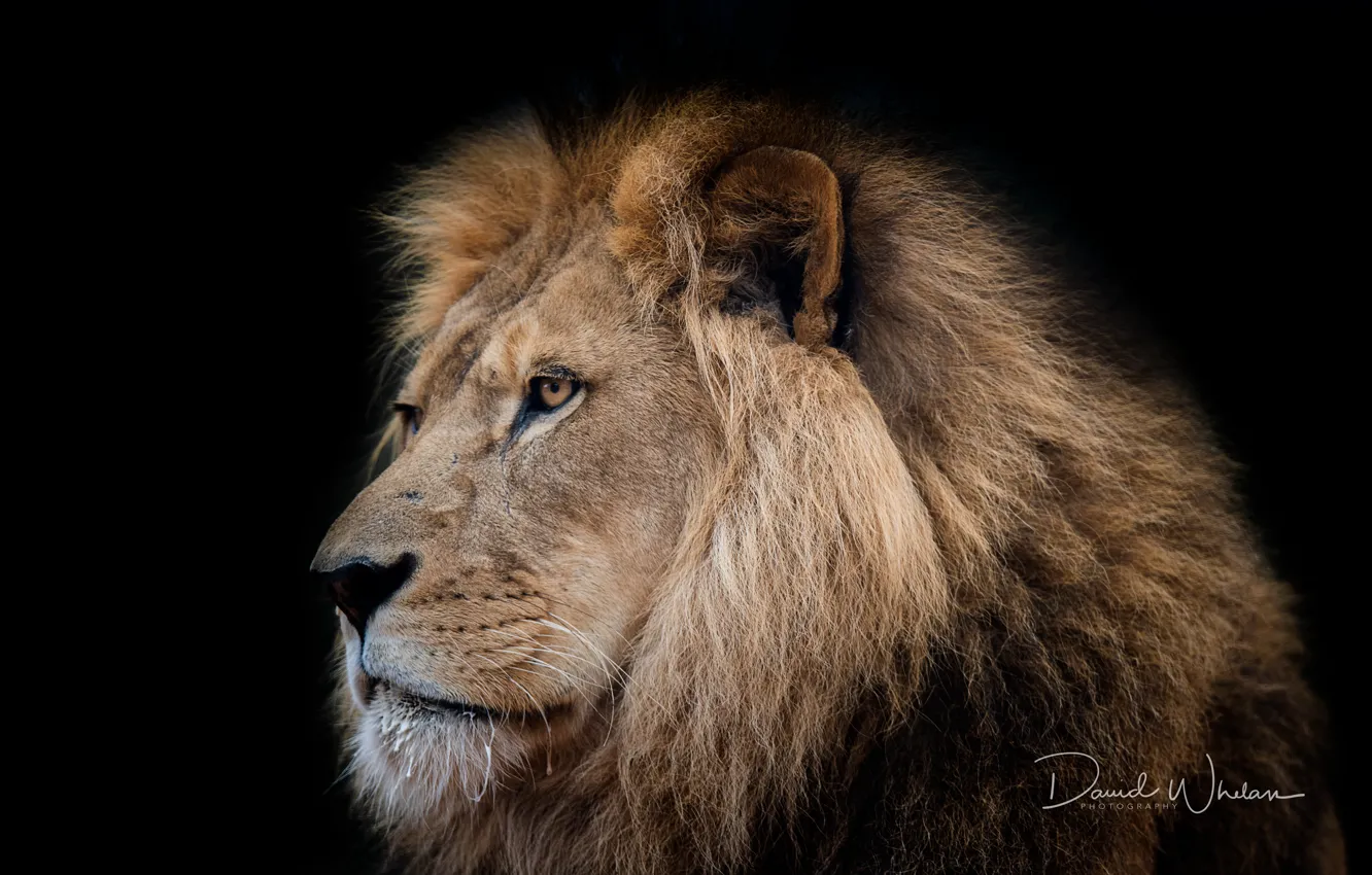 Photo wallpaper Leo, king, beast