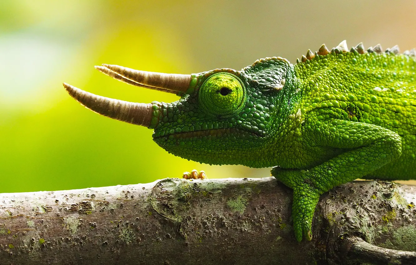 Photo wallpaper portrait, reptile, chameleon, green, lizard, horns
