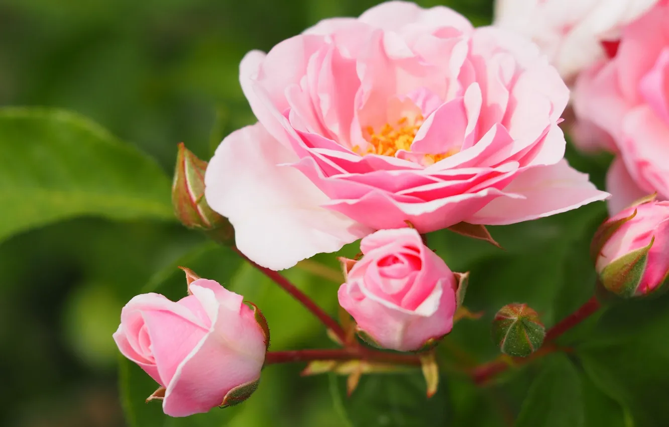 Photo wallpaper macro, roses, buds