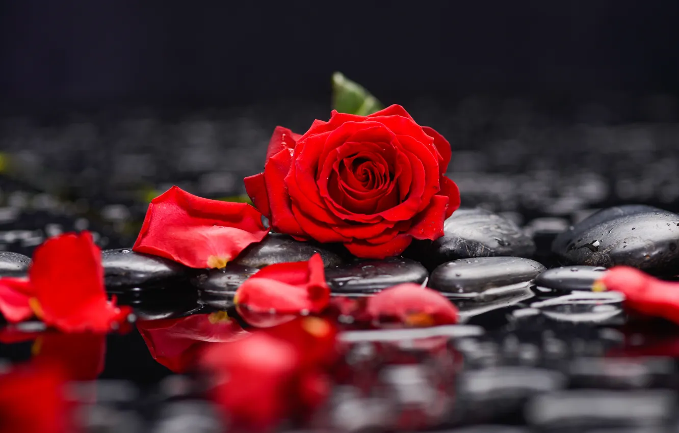 Photo wallpaper water, rose, petals, pebbles