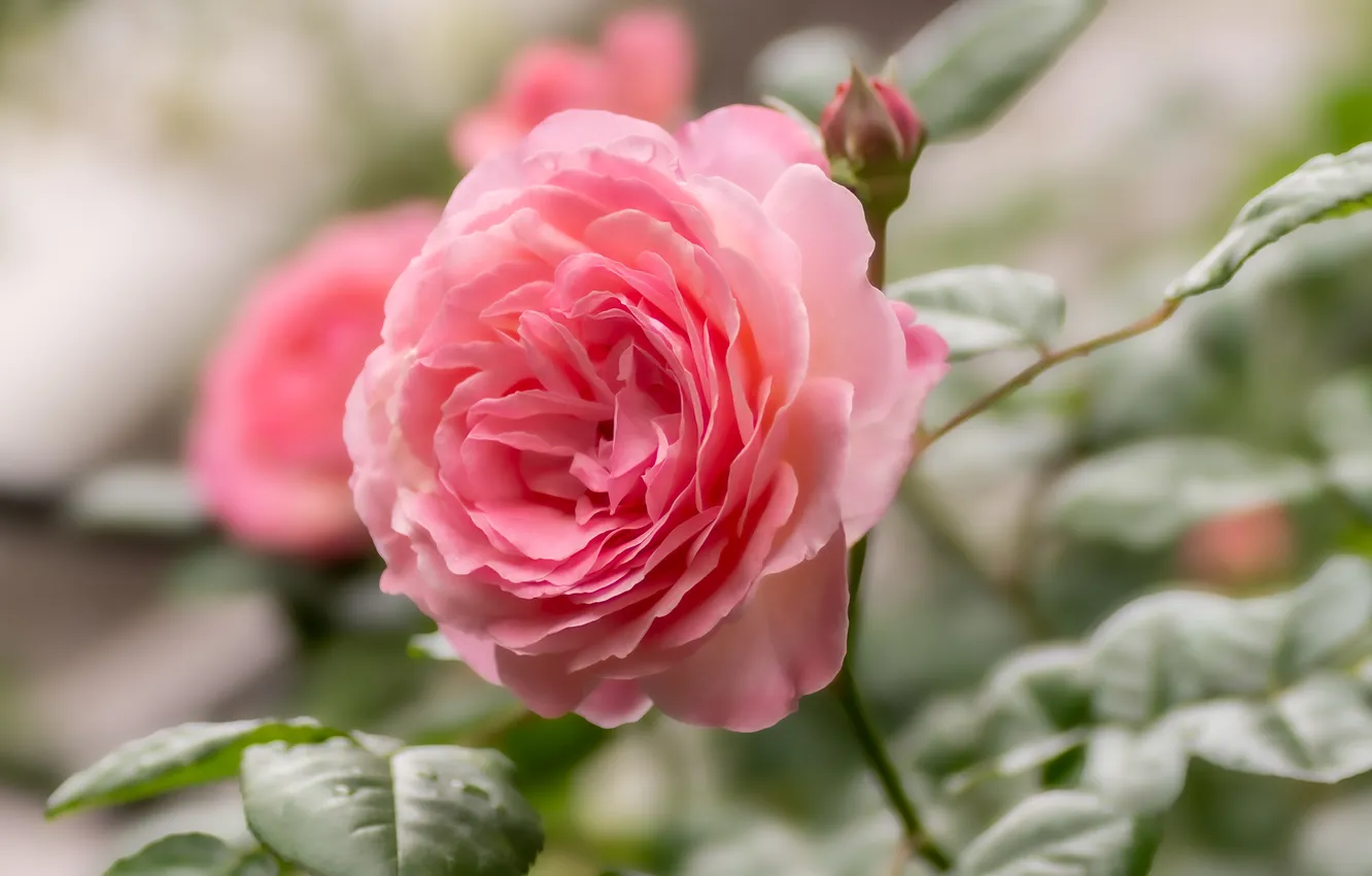 Photo wallpaper leaves, roses, pink, buds