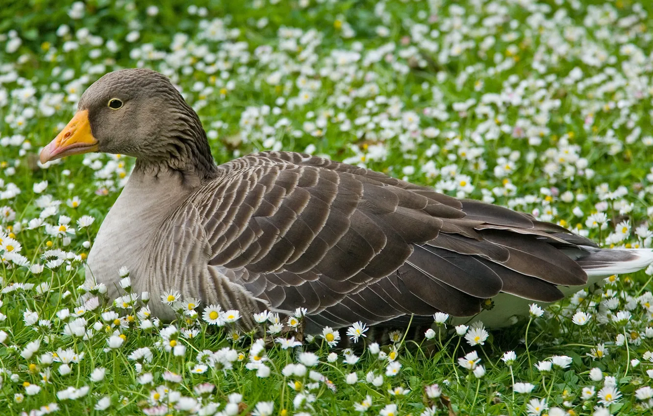 Photo wallpaper stay, chamomile, meadow, London, may 2006, St. James's Park, grey goose