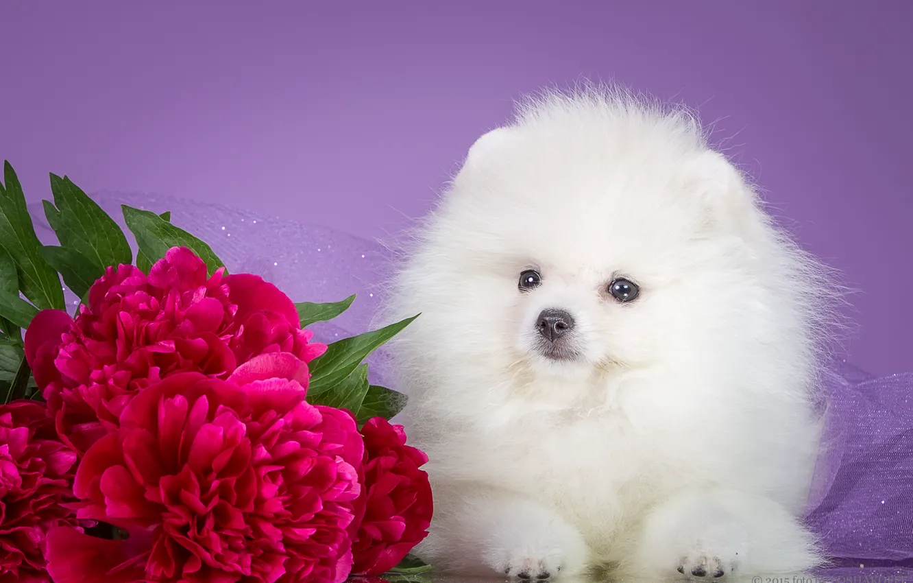 Photo wallpaper flowers, background, puppy, bokeh, peonies