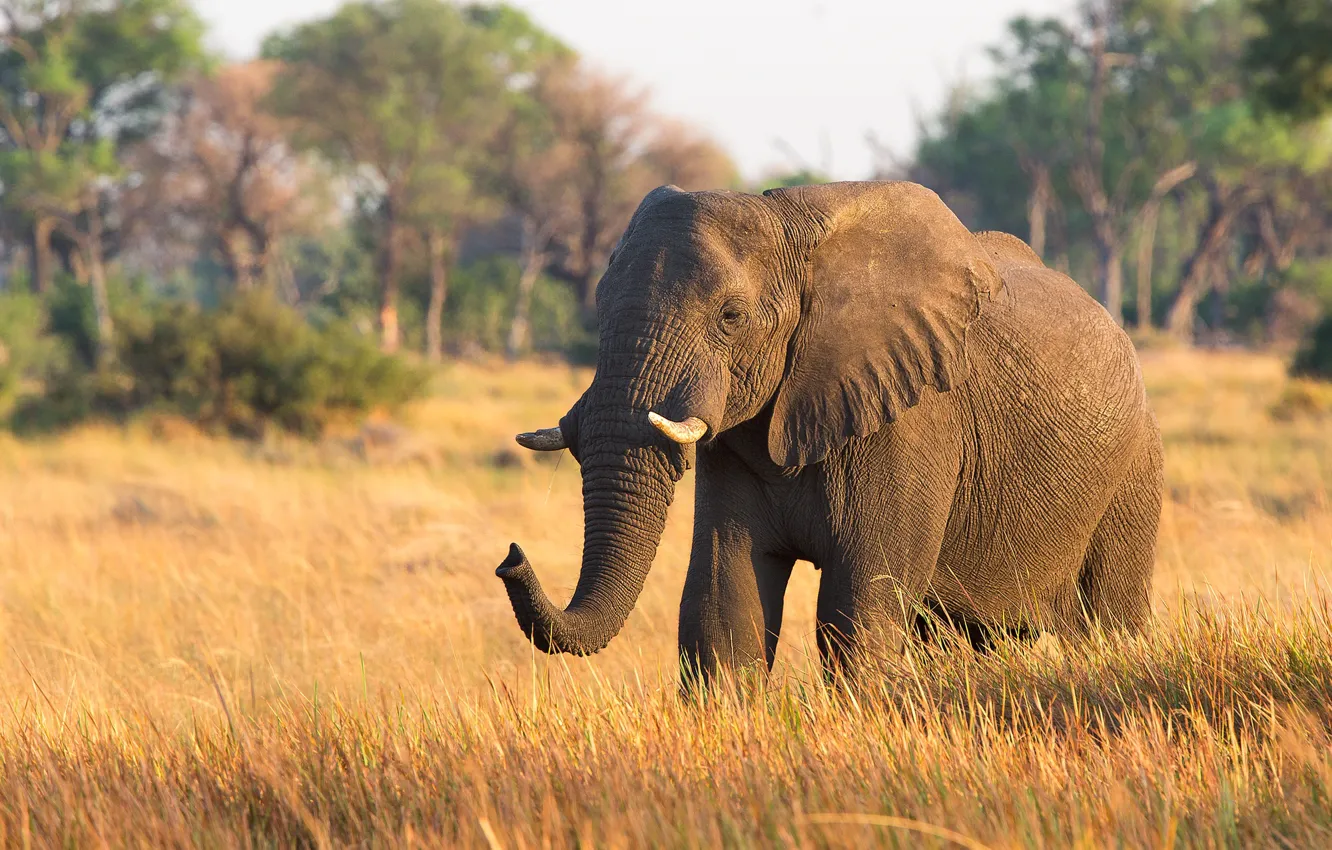 Photo wallpaper elephant, large, beautiful, trunk