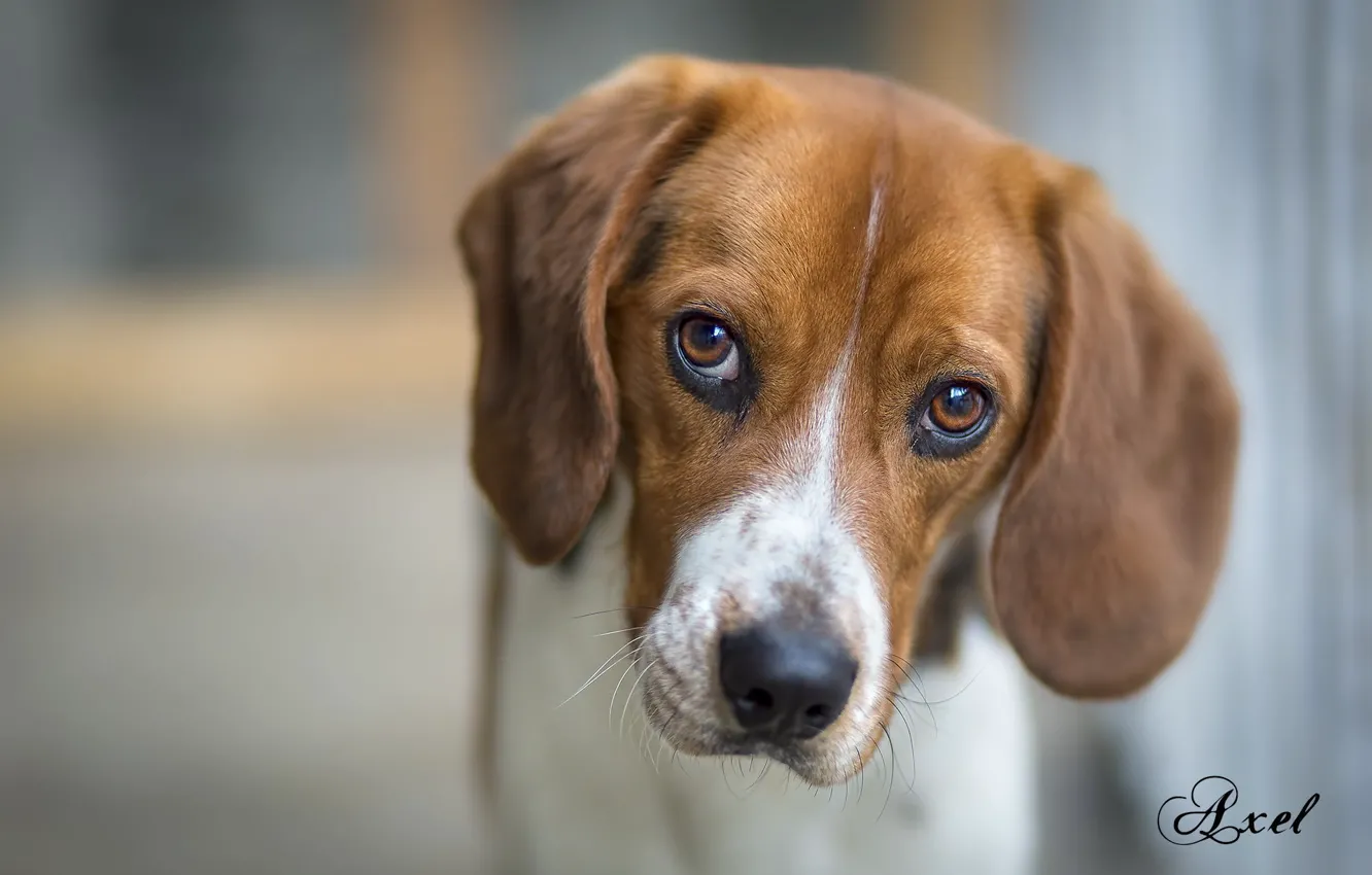 Photo wallpaper look, each, animal, dog, Beagle