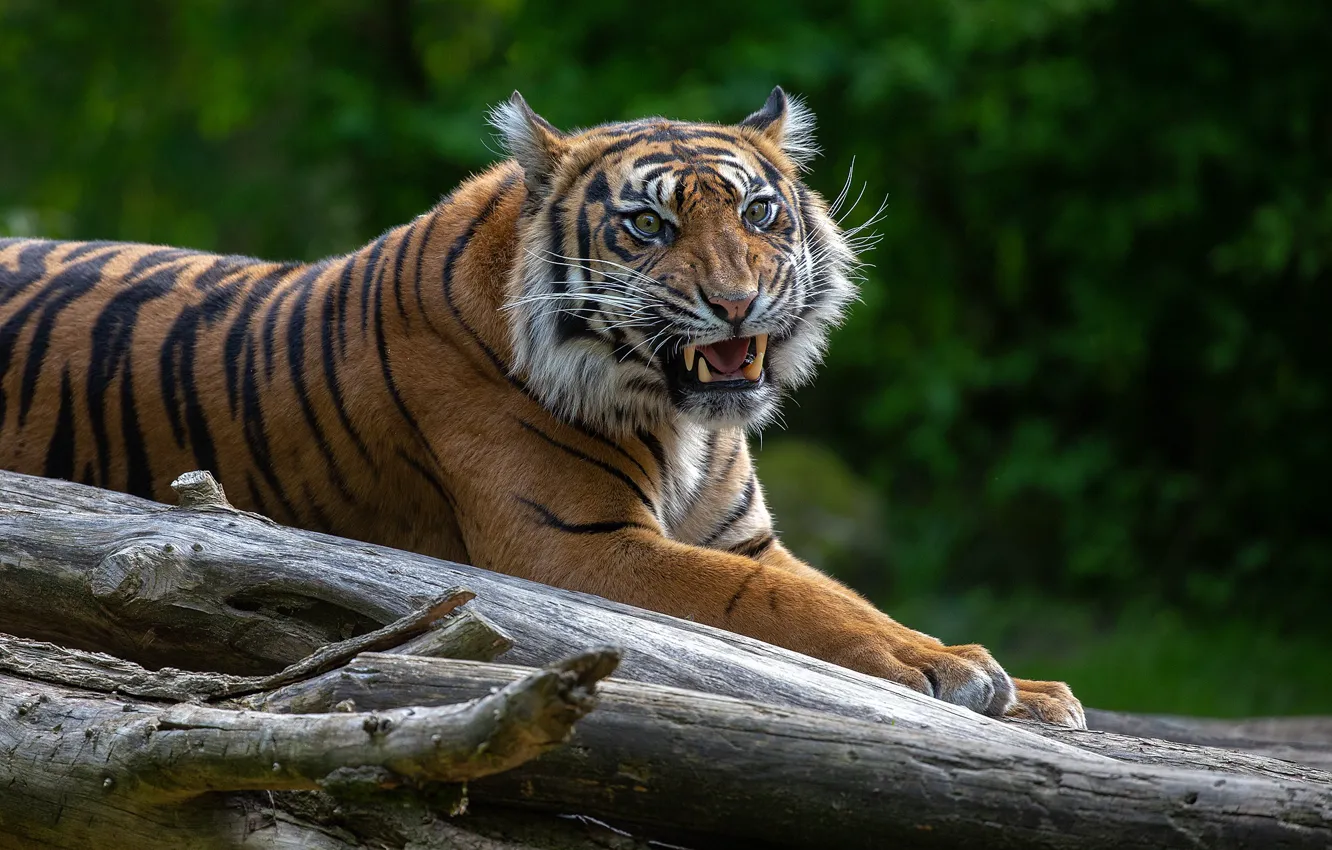 Photo wallpaper tiger, pose, grin, evil, log