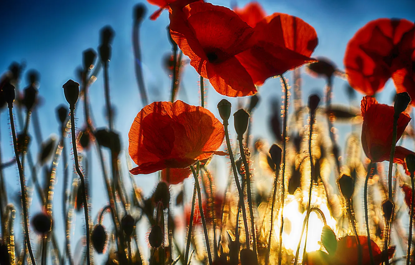 Photo wallpaper summer, the sun, light, sunset, flowers, red, blue, Maki