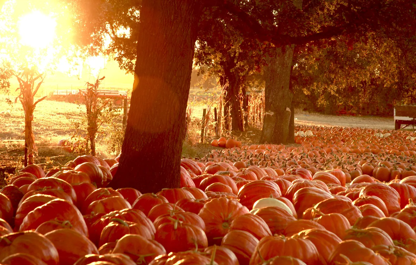 Photo wallpaper field, autumn, the sun, light, trees, sunset, orange, nature