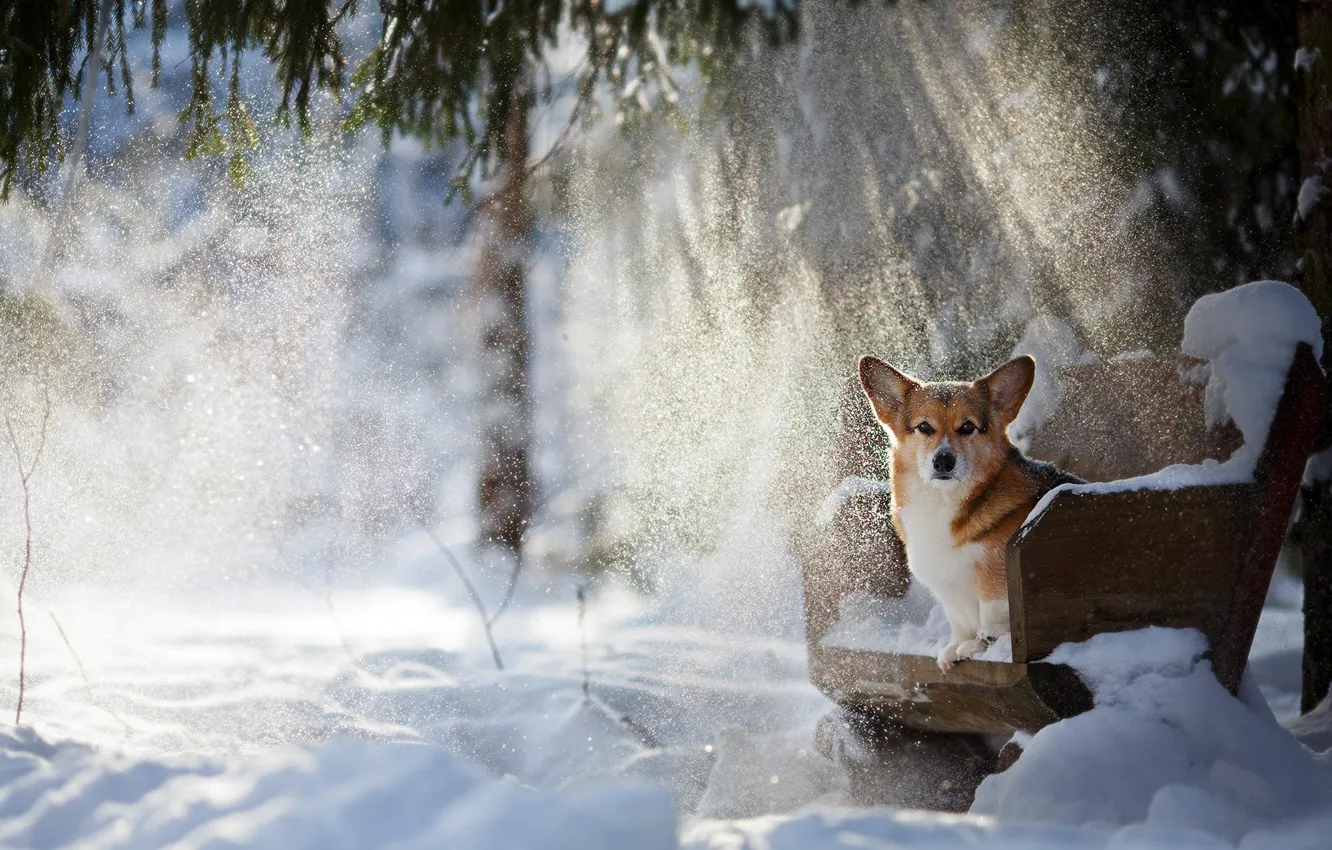 Photo wallpaper winter, rays, snow, dog, doggie, Welsh Corgi