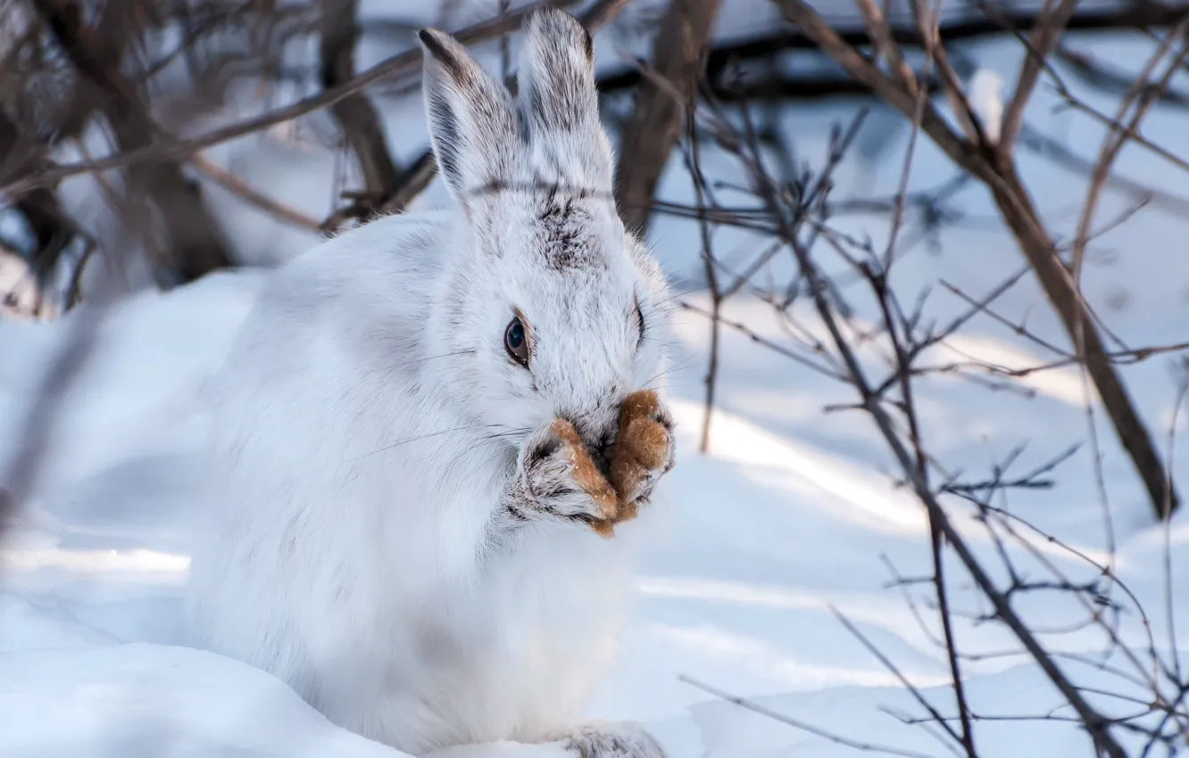 Photo wallpaper winter, snow, hare
