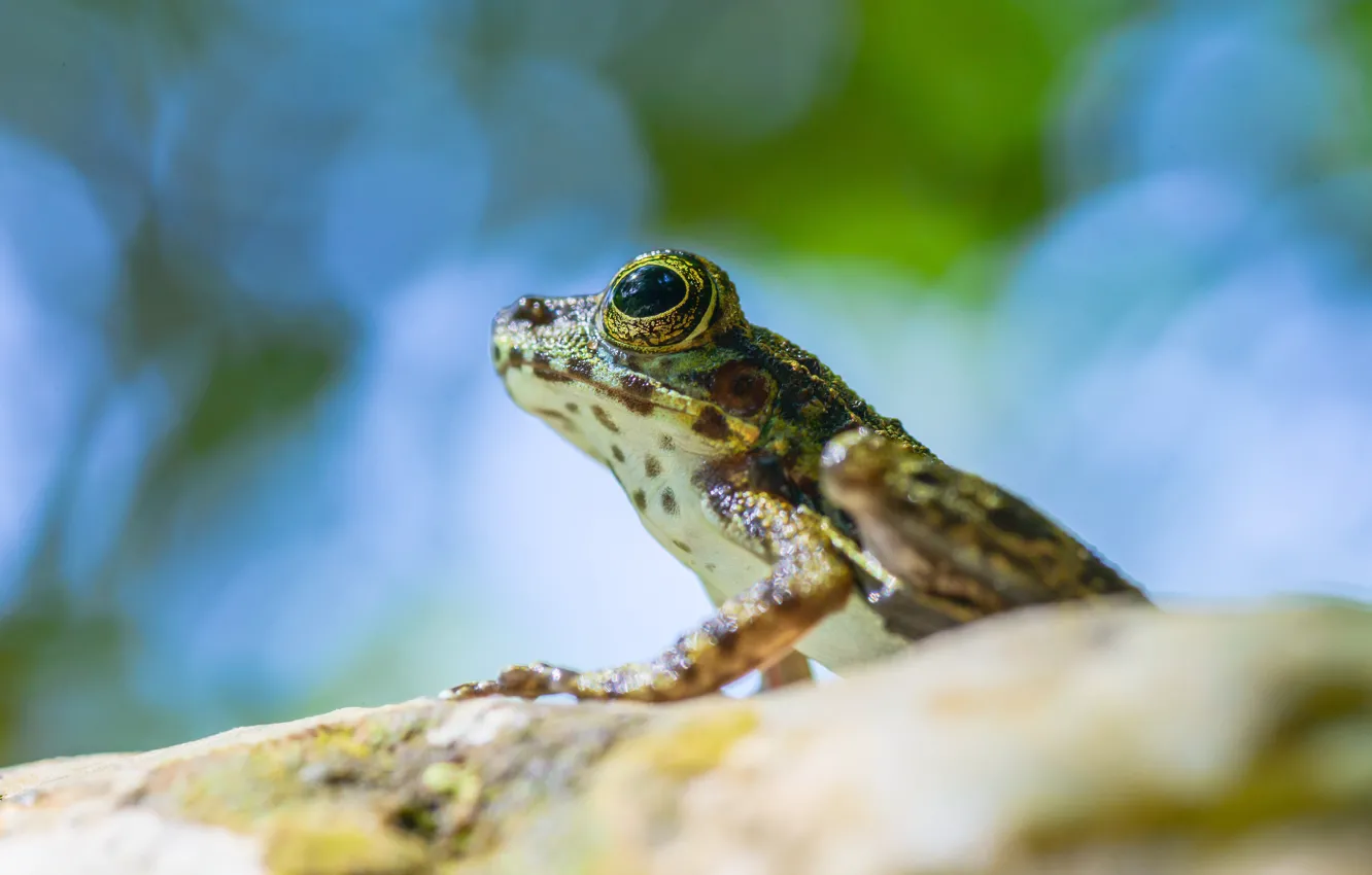 Photo wallpaper look, macro, pose, green, background, blue, frog, bokeh
