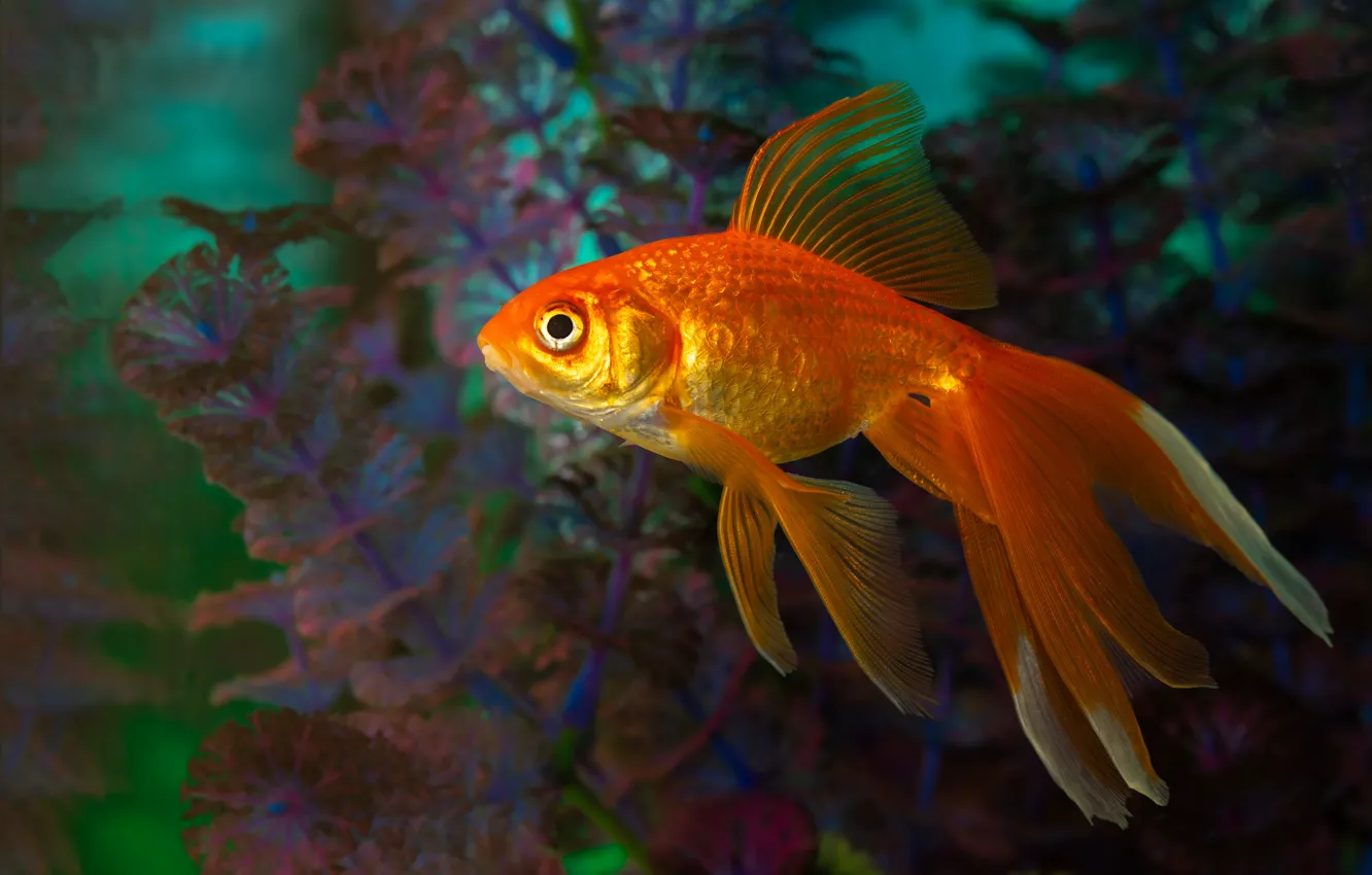 Photo wallpaper water, fish, algae, goldfish