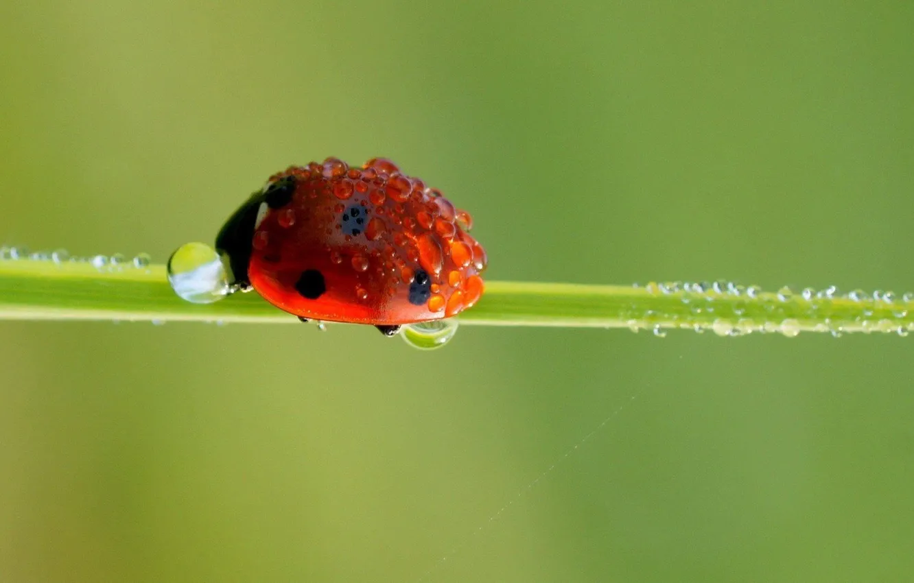 Photo wallpaper water, drops, background, ladybug, reed