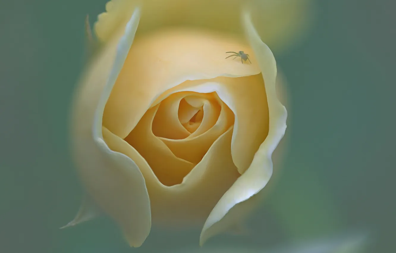 Photo wallpaper flowers, roses, petals, insect, buds