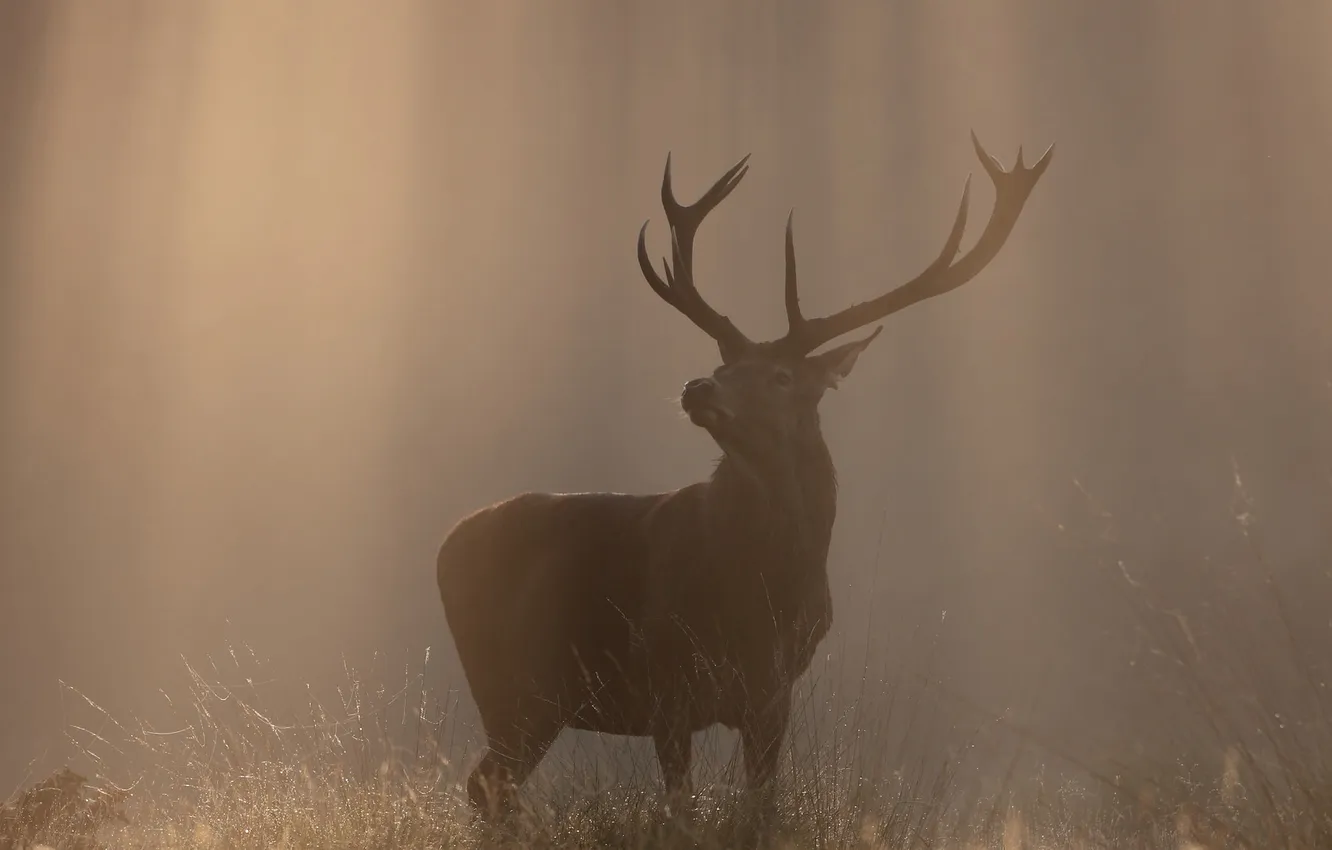 Photo wallpaper autumn, nature, deer